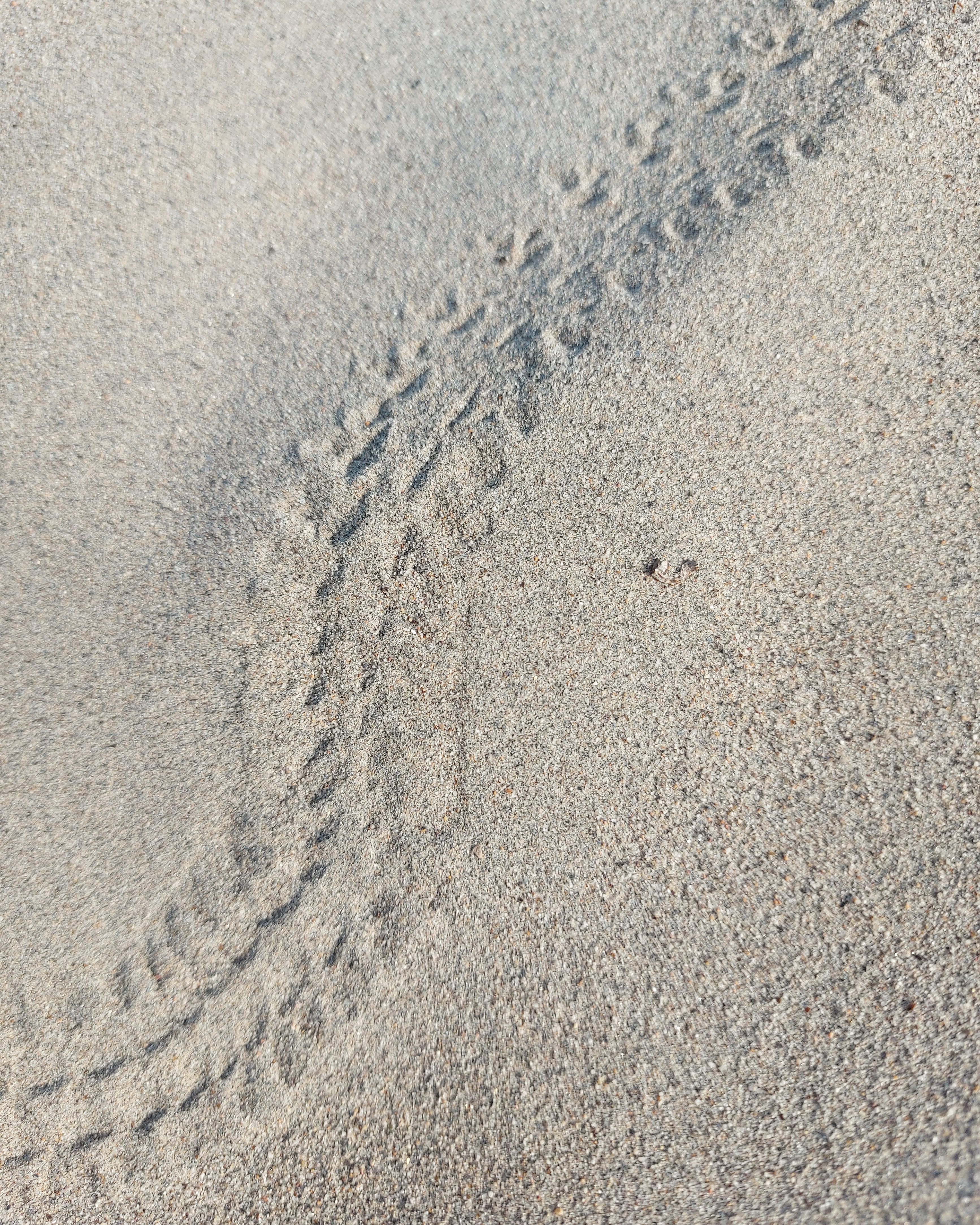 animal footprints in sand